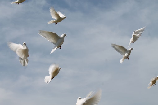 Weiße Tauben fliegen lassen