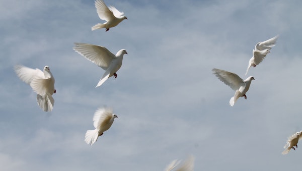Weiße Tauben fliegen lassen