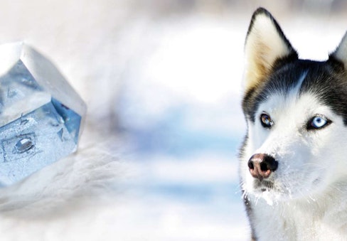 Mein Hund zum Diamant