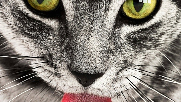 Meine Katze zum Diamant