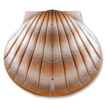 Bestattungen mit Wassermuschel Bio-Urne