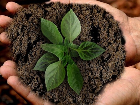 Neuartige ökologische Bestattung