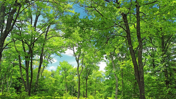 Waldbestattung mit Zeremonie
