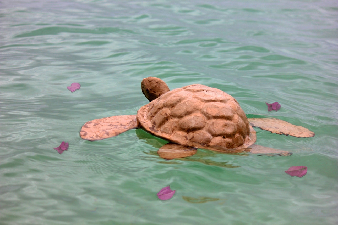 https://bestattungsportal-production.imgix.net/product_images/756/Turtle_in_Water_with_Petals.jpg?ixlib=php-3.3.1