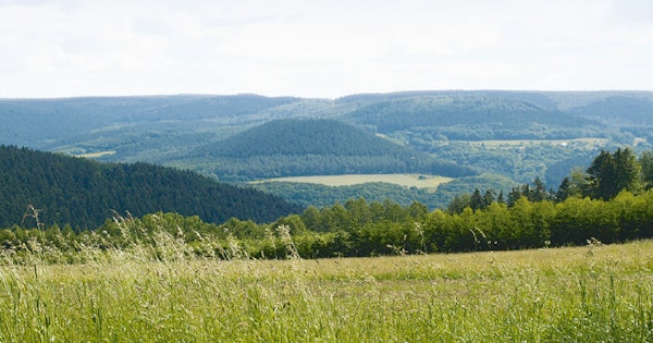 Rasen- und Wiesenbestattung am Wunschort